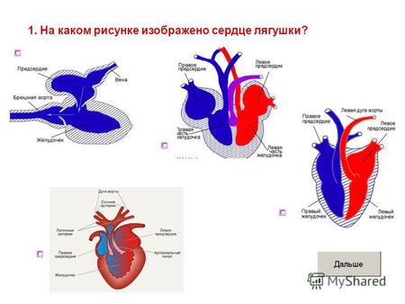 1. На каком рисунке изображено сердце лягушки?. 2. Отметьте ядовитое земноводное.
