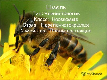 Шмель Тип: Членистоногие Класс: Насекомые Отряд: Перепончатокрылые Семейство: Пчёлы настоящие.