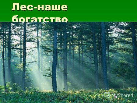 Лес-наше богатство Презентация Рыжиковой Эмилии 3 В.