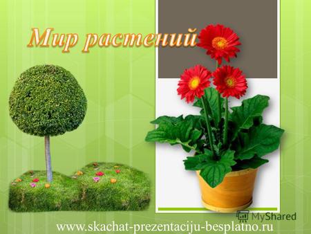 Www.skachat-prezentaciju-besplatno.ru. Растения – это часть живой природы. Это зелёная одежда Земли. На Земле более 350000 разных растений от водорослей.