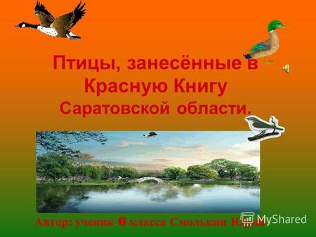Птицы, занесённые в Красную Книгу Саратовской области. Автор : ученик 6 класса Смолькин Юрий.