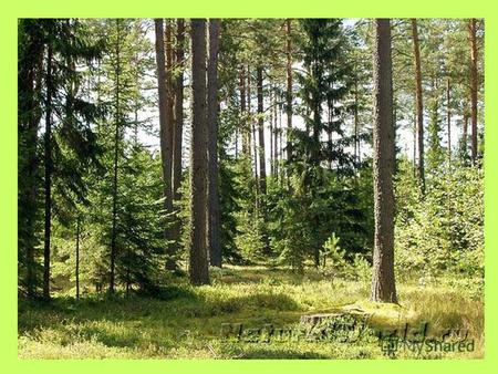 Лес - природное сообщество Лишайники и мхи Травы Травы Кустарники Деревья.