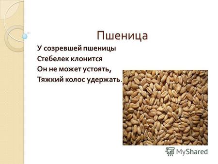 Пшеница У созревшей пшеницы Стебелек клонится Он не может устоять, Тяжкий колос удержать.