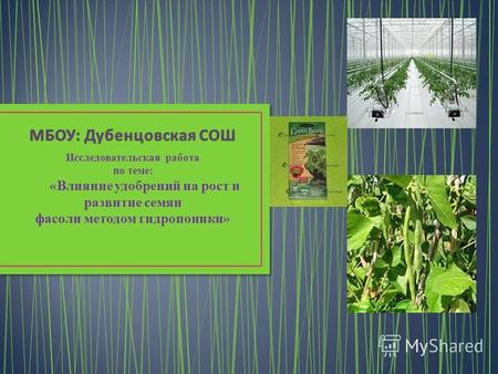 Исследовательская работа по теме: «Влияние удобрений на рост и развитие семян фасоли методом гидропоники»