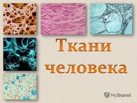 СЛОВАРЬ Ткань – это группа клеток и межклеточное вещество, объединенные общим строением, функцией и происхождением Гистология – наука о тканях Ткань –