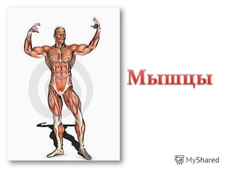 СЛОВАРЬ Мышцы, мускулы (musculi) – органы тела, состоящие из мышечной ткани, способной сокращаться под влиянием нервных импульсов.