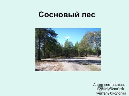 Сосновый лес Автор-составитель Большаков С. В. учитель биологии.