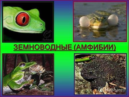 ЗЕМНОВОДНЫЕ (АМФИБИИ) Земноводные (амфибии) – любой из класса животных, в том числе лягушки и саламандры, большинство из которых рождается с жабрами,