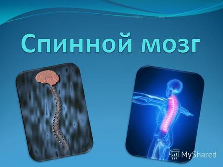 Строение спинного мозга 1.Передний корешок 2.Спинномозговой нерв 3.Спинномозговой узел 4.Задний корешок 5.Задняя борозда 6.Спинномозговой канал 7.Белое.