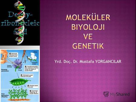 Yrd. Doç. Dr. Mustafa YORGANCILAR Neden genetik? Genetik biyolojinin bütün konularında merkezi bir pozisyona sahiptir. Diğer bütün bilim dallarından.