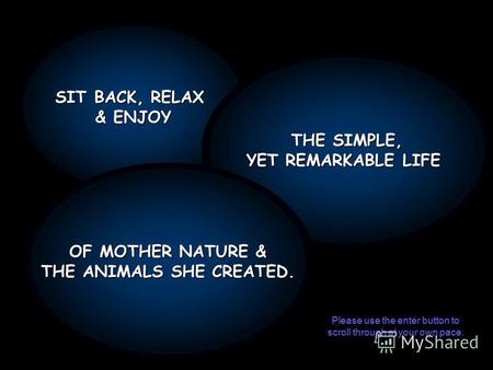 SIT BACK, RELAX & ENJOY THE SIMPLE, YET REMARKABLE LIFE OF MOTHER NATURE & THE ANIMALS SHE CREATED. Please use the enter button to scroll through at your.
