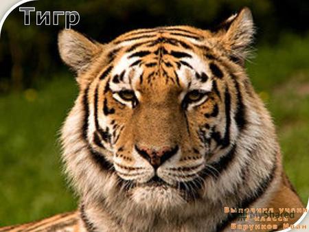 Тигр- вид хищных млекопитающих семейства кошачьих, один из четырёх представителей рода пантера, который относится к подсемейству больших кошек.