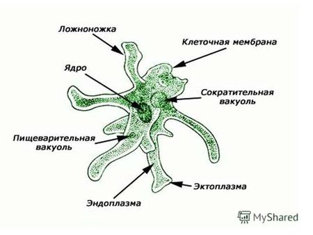 Амёба В цитоплазме амебы расположено ядро, а также одна сократительная и множество мелких пищеварительных вакуолей. Цитоплазма окружена эластичной плазматической.