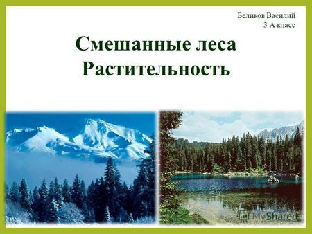 Смешанные леса Растительность Беликов Василий 3 А класс.