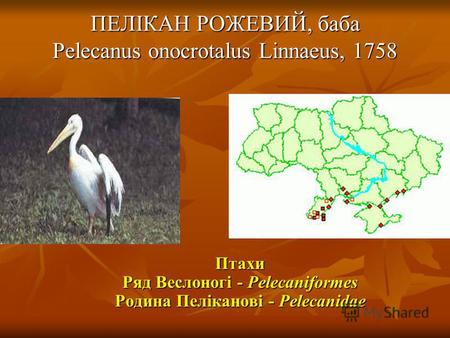 ПЕЛІКАН РОЖЕВИЙ, баба Pelecanus onocrotalus Linnaeus, 1758 Птахи Ряд Веслоногі - Pelecaniformes Родина Пеліканові - Pelecanidae.