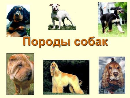 Породы собак. В мире существует около 400 пород собак служебные декоративные охотничьи.