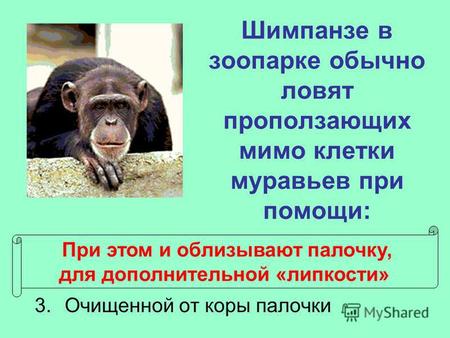 Шимпанзе в зоопарке обычно ловят проползающих мимо клетки муравьев при помощи: 1.Миски с пищей, оставленной на ночь 2.Дорожки из крошек еды 3.Очищенной.