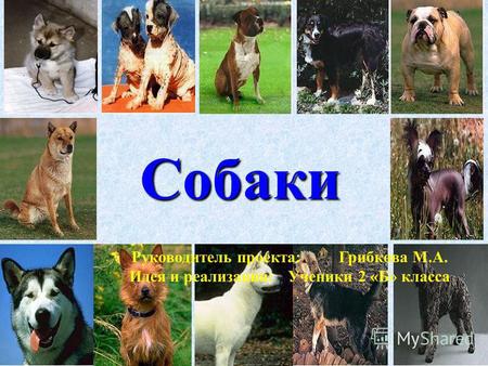 Собаки Руководитель проекта: Грибкова М.А. Идея и реализация: Ученики 2 «Б» класса.