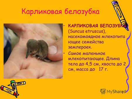 1 Карликовая белозубка КАРЛИКОВАЯ БЕЛОЗУБКА (Suncus etruscus), насекомоядное млекопита ющее семейства землероек. Самое маленькое млекопитающее. Длина тела.