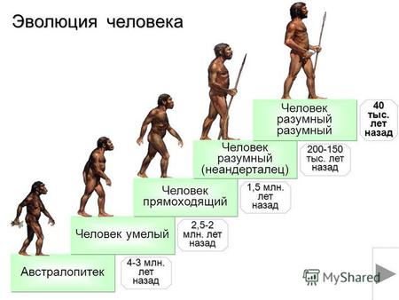 Австралопитек Человек умелый Человек прямоходящий Человек разумный (неандерталец) Эволюция человека 4-3 млн. лет назад 2,5-2 млн. лет назад 1,5 млн. лет.