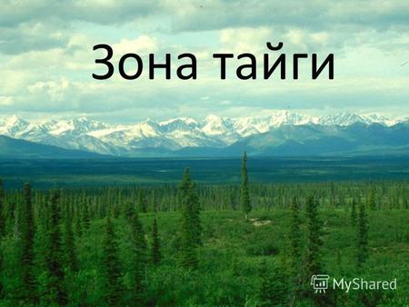 Зона тайги Географическое положение Зона тайги - самая большая по площади природная зона России. Она протянулась широкой непрерывной полосой от западных.