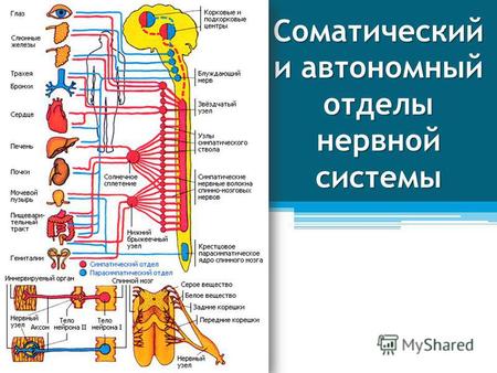 Соматический и автономный отделы нервной системы.