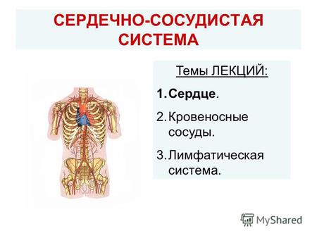 СЕРДЕЧНО-СОСУДИСТАЯ СИСТЕМА Темы ЛЕКЦИЙ: 1.Сердце. 2.Кровеносные сосуды. 3.Лимфатическая система.