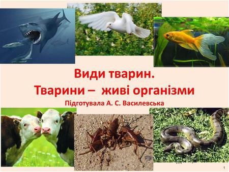 Види тварин. Тварини – живі організми Підготувала А. С. Василевська 1.