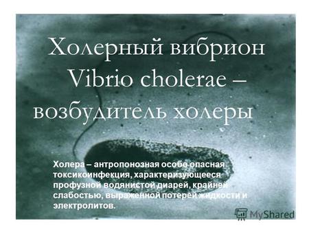 Холерный вибрион Vibrio cholerae – возбудитель холеры Холера – антропонозная особо опасная токсикоинфекция, характеризующееся профузной водянистой диарей,