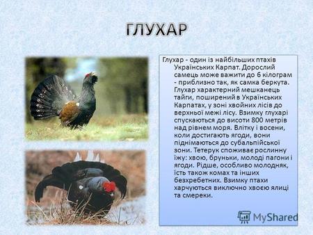 Глухар - один із найбільших птахів Українських Карпат. Дорослий самець може важити до 6 кілограм - приблизно так, як самка беркута. Глухар характерний.