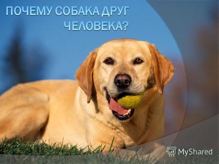 ПРОЕКТ «Почему собака друг человека?» Автор: ученик 3 «А» класс лицей 10 Мартынов Андрей.