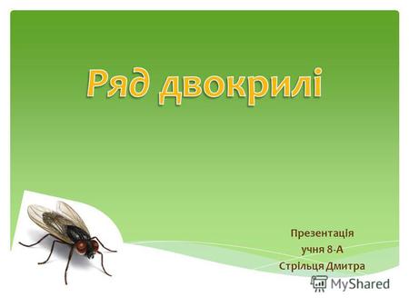 Презентація учня 8-А Стрільця Дмитра. Двокрилі - один з найбільших рядів комах, який нараховує приблизно 240000 видів. До них відносять: мух, комарів,