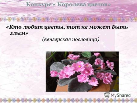 Конкурс « Королева цветов» «Кто любит цветы, тот не может быть злым» (венгерская пословица)