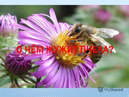 Однако, чтобы получить такое преимущество, глазу пчелы пришлось пожертвовать резкостью изображения, так как она зависит от диаметра отверстия, через которое.