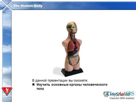 The Human Body В данной презентации вы сможете: Изучить основные органы человеческого тела ClassAct SRS enabled.