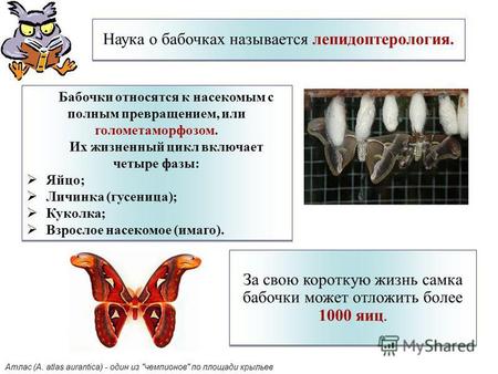 Наука о бабочках называется лепидоптерология. За свою короткую жизнь самка бабочки может отложить более 1000 яиц. Бабочки относятся к насекомым с полным.