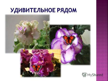 Сенполия – узамбарская фиалка – «королева» комнатного цветоводства. Мой зелёненький цветочек Вырос на окошке.