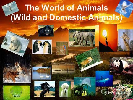 The World of Animals (Wild and Domestic Animals).