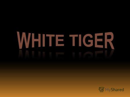 The White Tiger is a subspecies of Tiger. It lives in North and Central India, Nepal and Burma. White tigers are rarely seen in the wild, and only twelve.