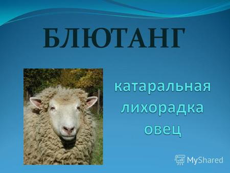 БЛЮТАНГ Блютанг (или катаральная лихорадка овец) относится к группе экзотических особо опасных болезней овец и домашних и диких жвачных, таких как крупный.