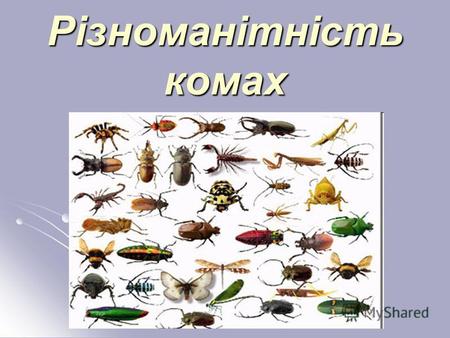 Різноманітність комах. Клас комахи Клас комахи налічує близько 1 млн видів. Вони населяють суходіл та прісні водойми. Комахи опанували усі середовища.