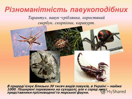 Різноманітність павукоподібних Тарантул, павук - сріблянка, коростяний свербун, скорпіони, каракурт. В природі існує близько 30 тисяч видів павуків, в.