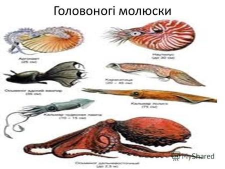 Головоногі молюски. Загальна характеристика типу молюски Молюски або м»якуни тип двобічно-симетричних тварин. Середовище існування переважно водне, рідше.