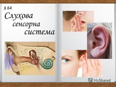 Сенсорна система Слухова § 64. Слух – один з найбільш значущих органів чуття людини. Приблизно 10 % інформації ми отримуємо через слух. Людське вухо -