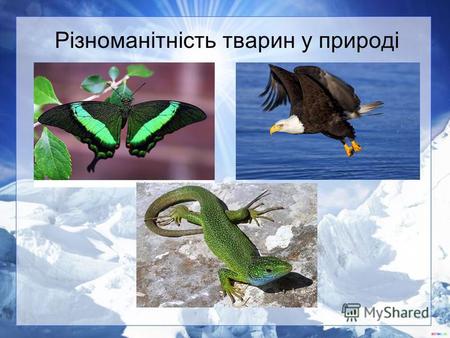 Різноманітність тварин у природі. Усіх тварин Землі можна поділити на 6 класів: комахи риби земноводні плазуни птахи звірі.