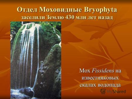 Отдел Моховидные Bryophyta заселили Землю 430 млн лет назад Мох Fissidens на известняковых скалах водопада.