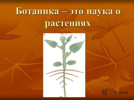 Ботаника – это наука о растениях. Возраст ботанической науки Изучение растений продолжалось в течение тысячелетий, однако, подобно всем отраслям науки,