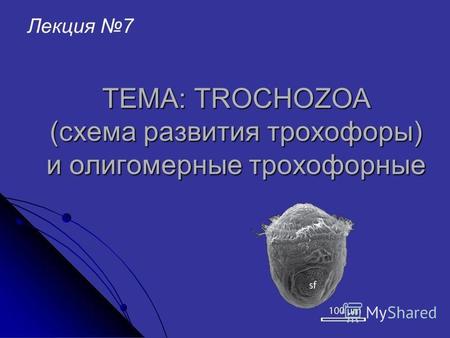 ТЕМА: TROCHOZOA (схема развития трохофоры) и олигомерные трохофорные Лекция 7.