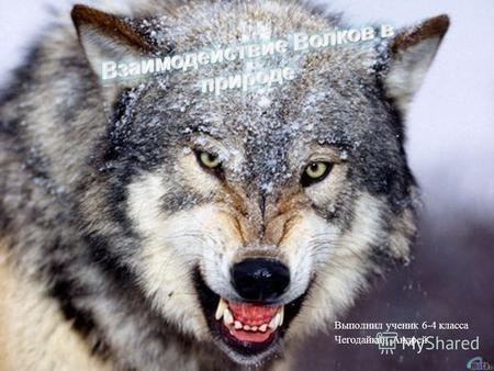 Выполнил ученик 6-4 класса Чегодайкин Андрей. Было…Стало… Когда-то волкам не было равных среди крупных хищников. Умные, хитрые и неприхотливые, волки.