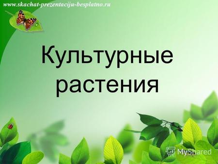 Культурные растения www.skachat-prezentaciju-besplatno.ru.
